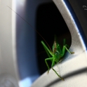img_0798_dls_res